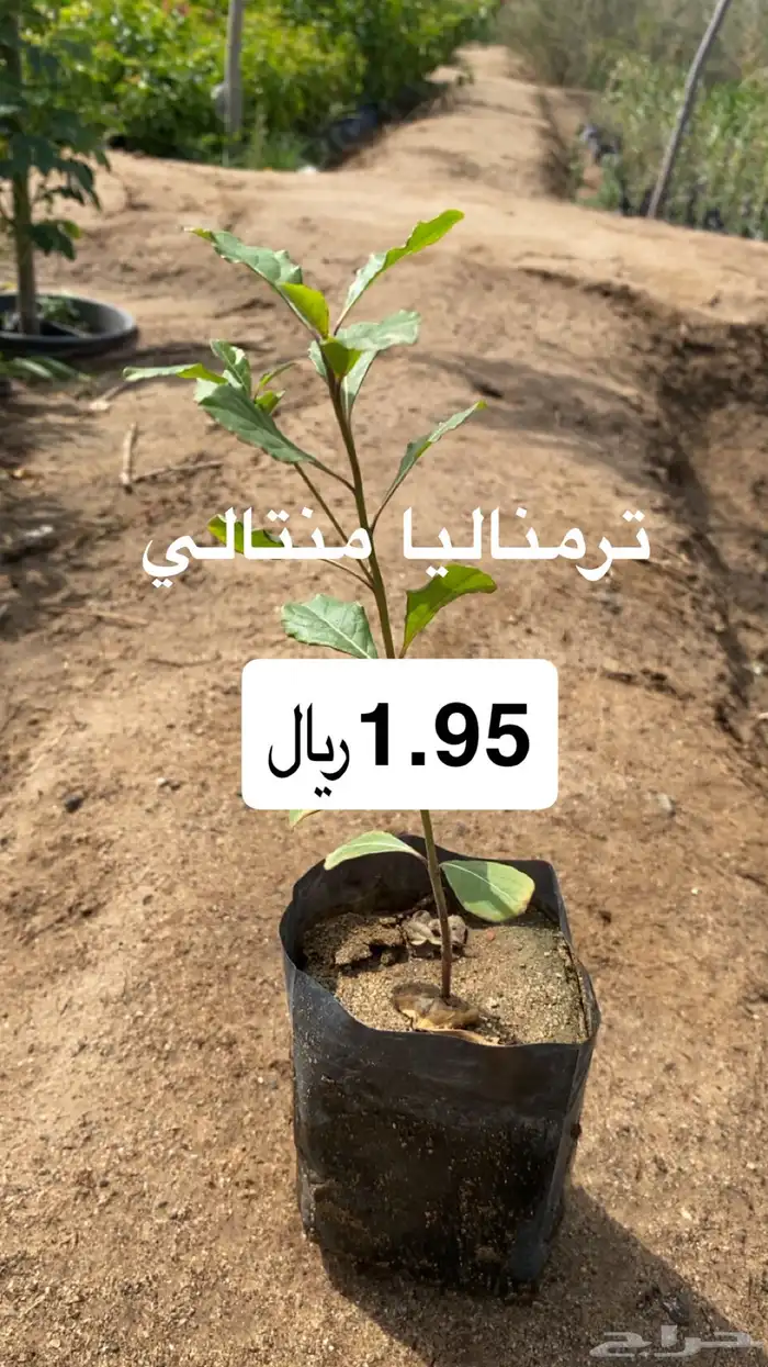 ترمناليا منتالي جمله 0