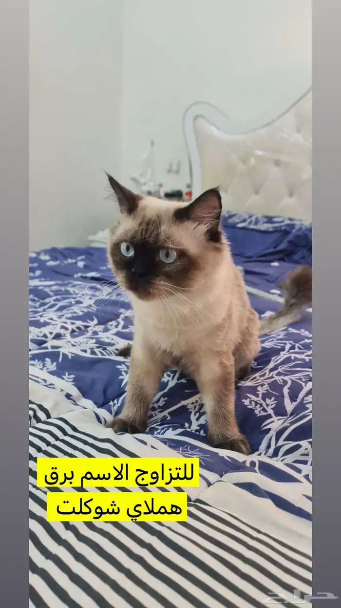 ذكور قطط للتزاوج مستويات طيبه وانواع جميله يتوفر لدينا 8