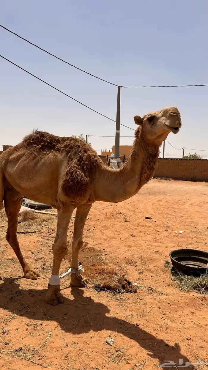 قعود 0