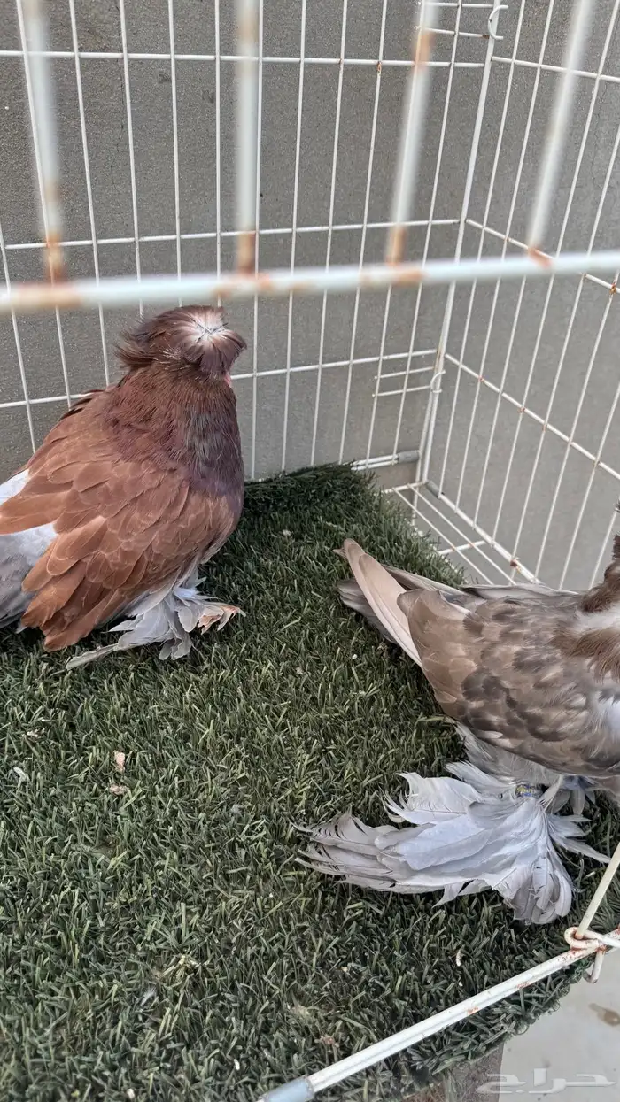 حمام بخاره 0