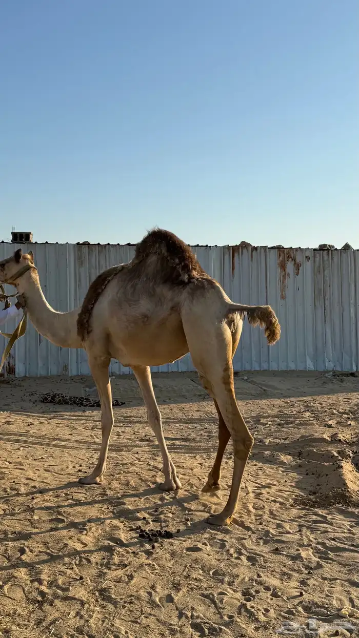 ناقه حره للبيع 1