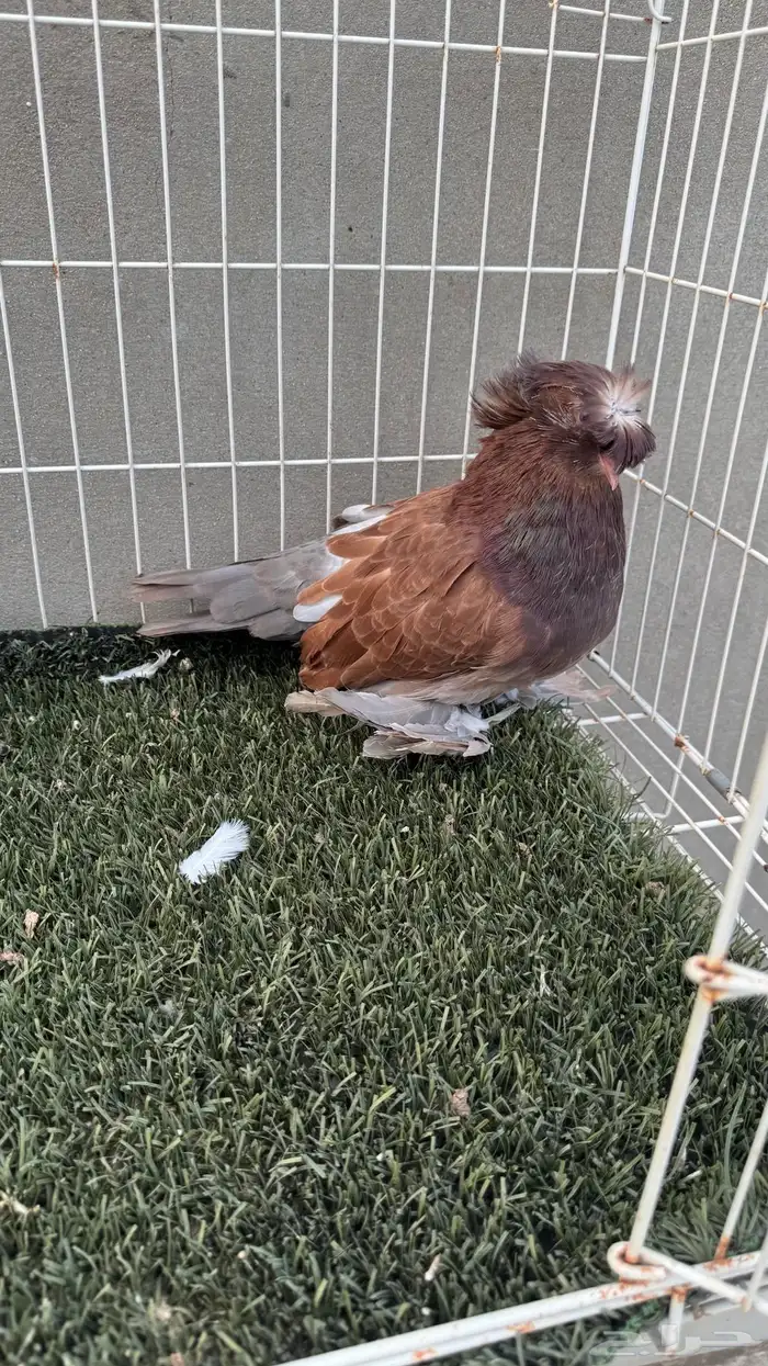 حمام بخاره 3