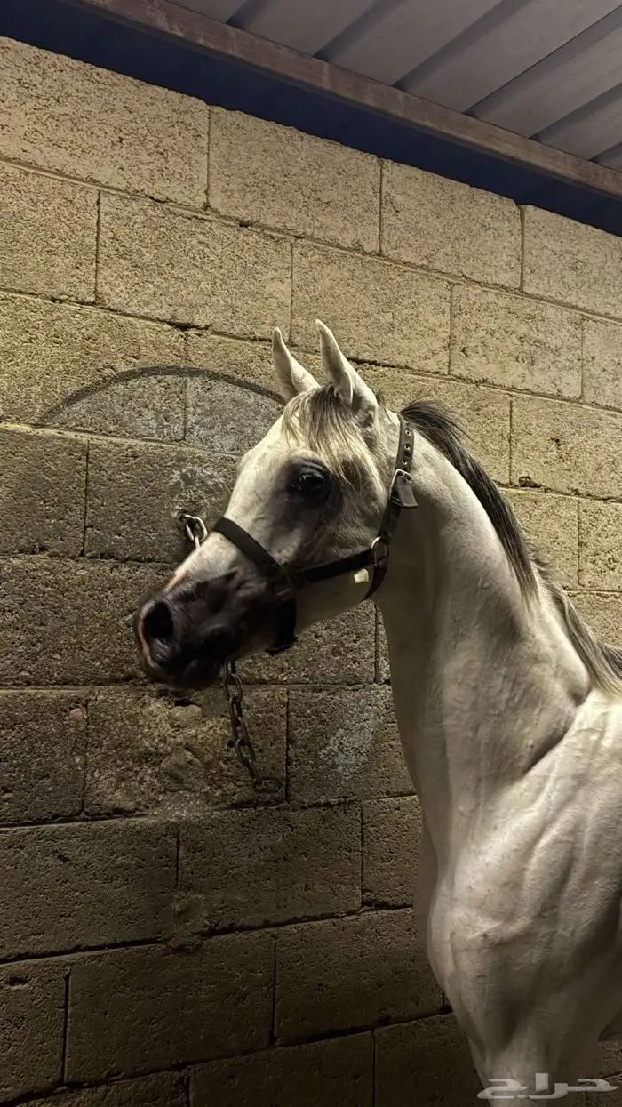 خيل عربي شعبي 0