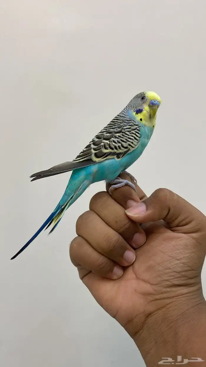 للبيع بادجي يلو فيس ذكر جاهز 0