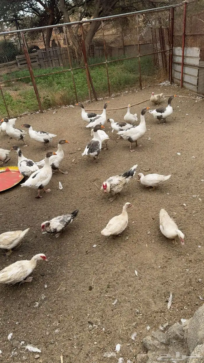 وز وبط بلدي 2