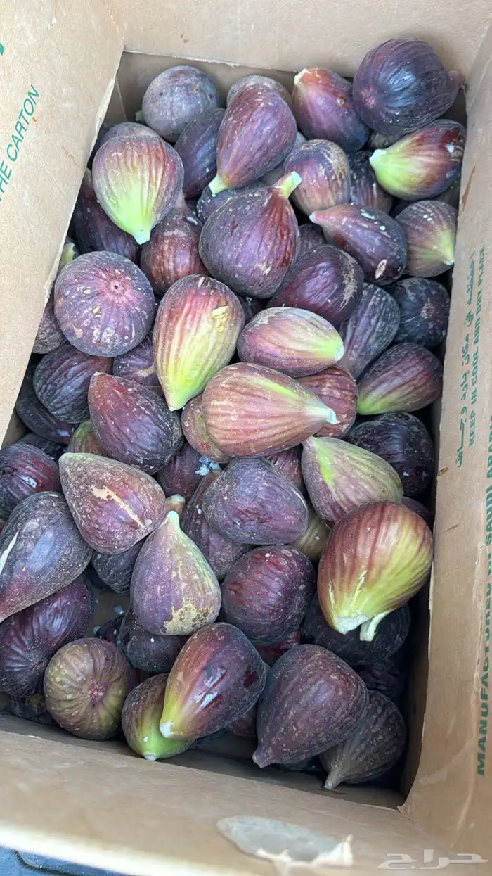 شتلات تين براون تركي 1