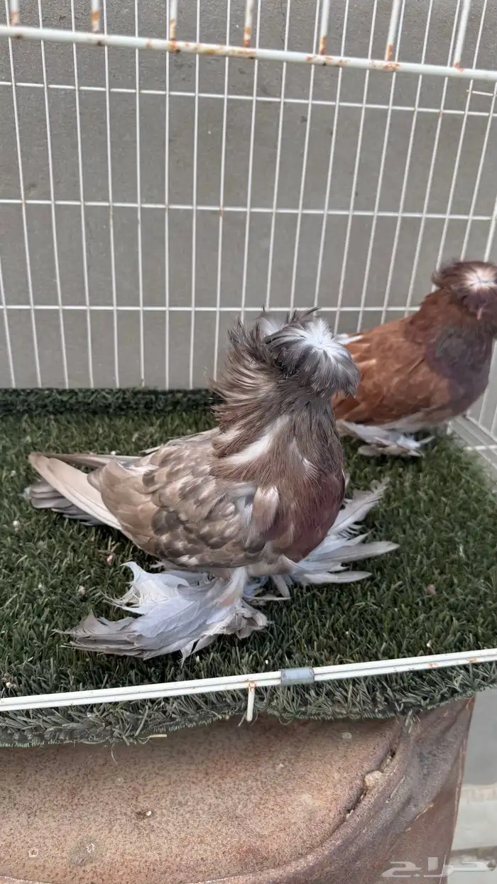 حمام بخاره 2