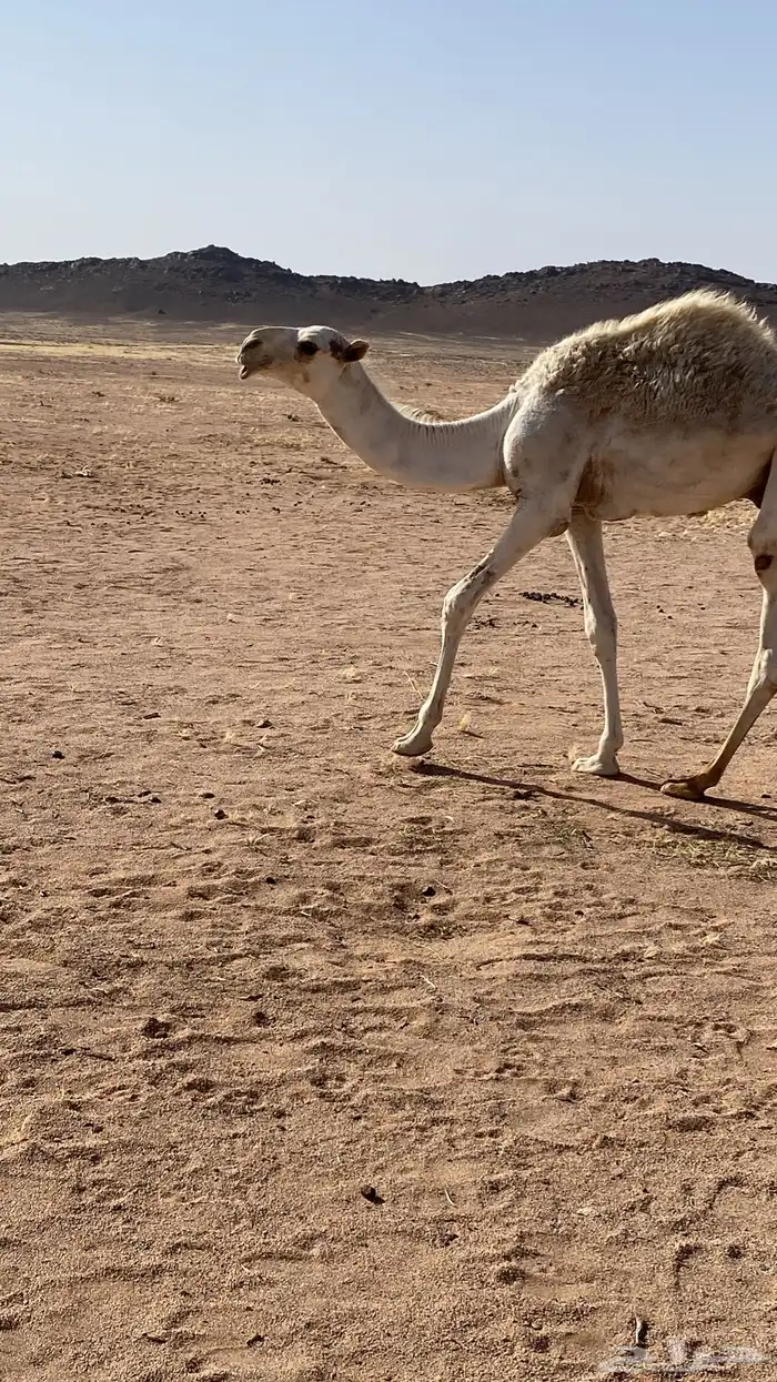 قعود 3