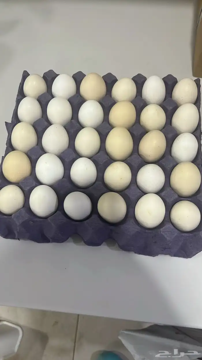 بيض بلدي طازج 0