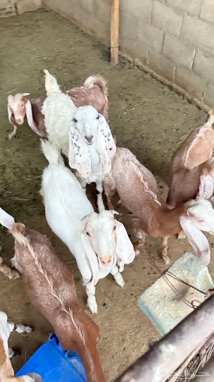 السلام عليكم تيوس وجفار 2