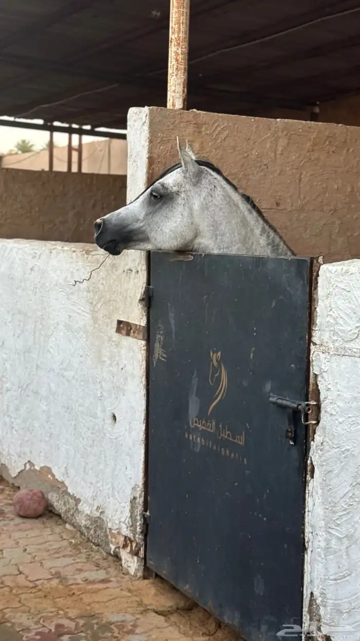 حصان واهو مكس جمال ركوب 3