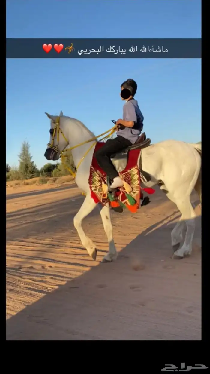 حصان شعبي 3