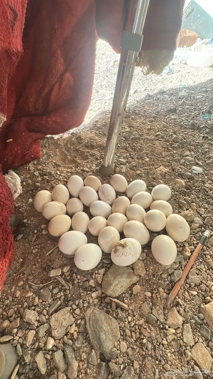 دجاج بلدي شرط 4
