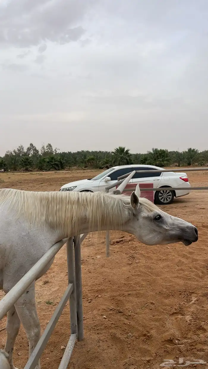 حصان مشروك 0