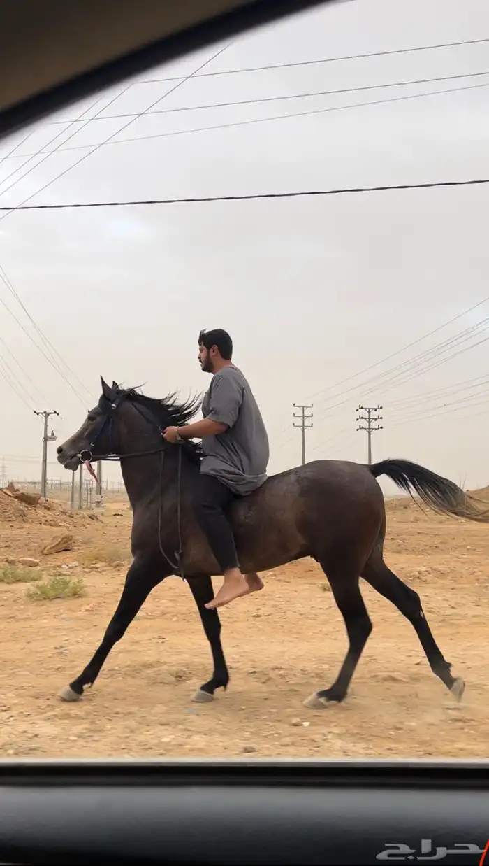 حصان واهو 3