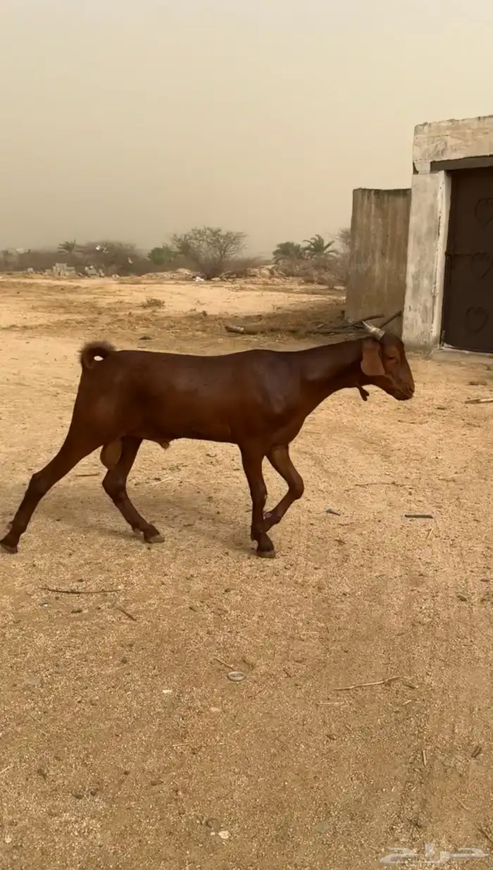 جذع أدهم لون و مد وجرم طيب 1