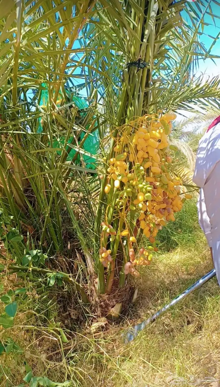 حبه نخل مثمر البيع نواع خلاص البيع سمح لدودمي عفيف 16 1