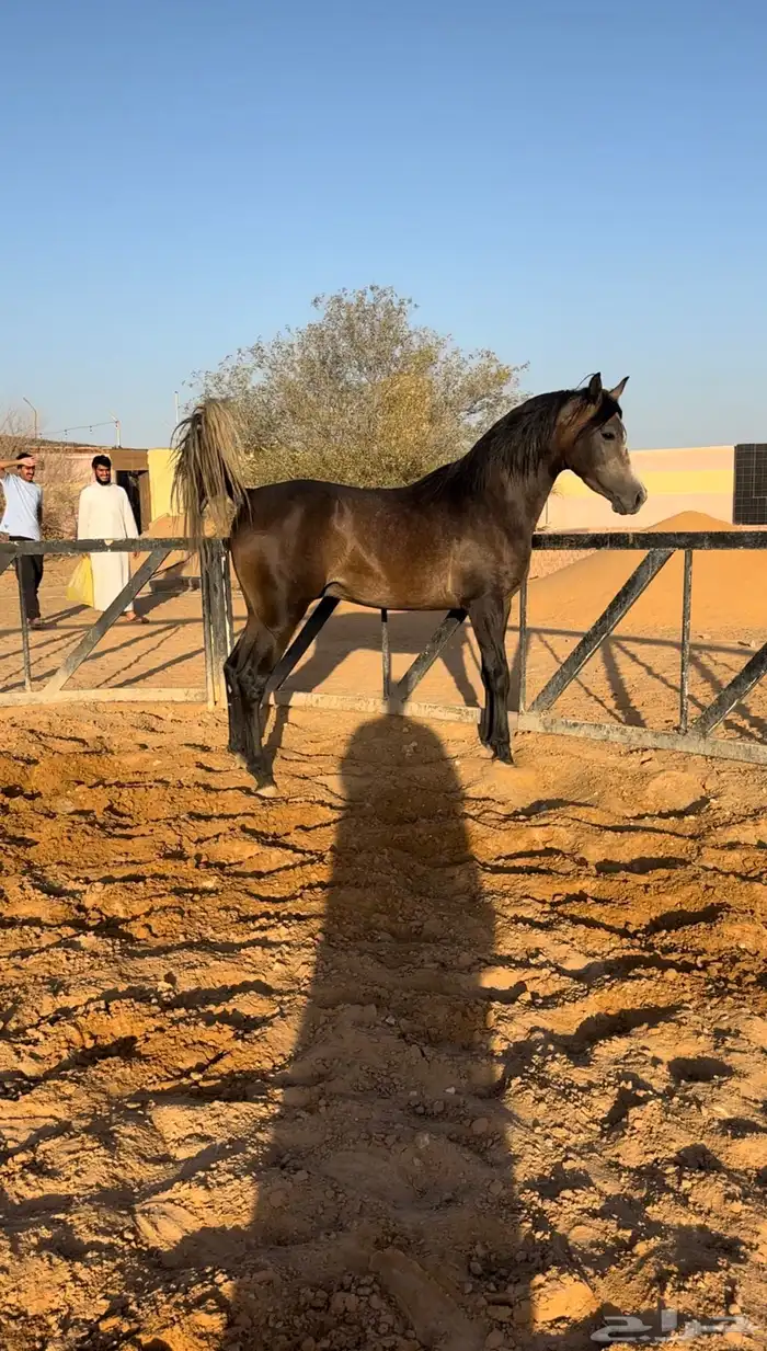حصان واهو 1