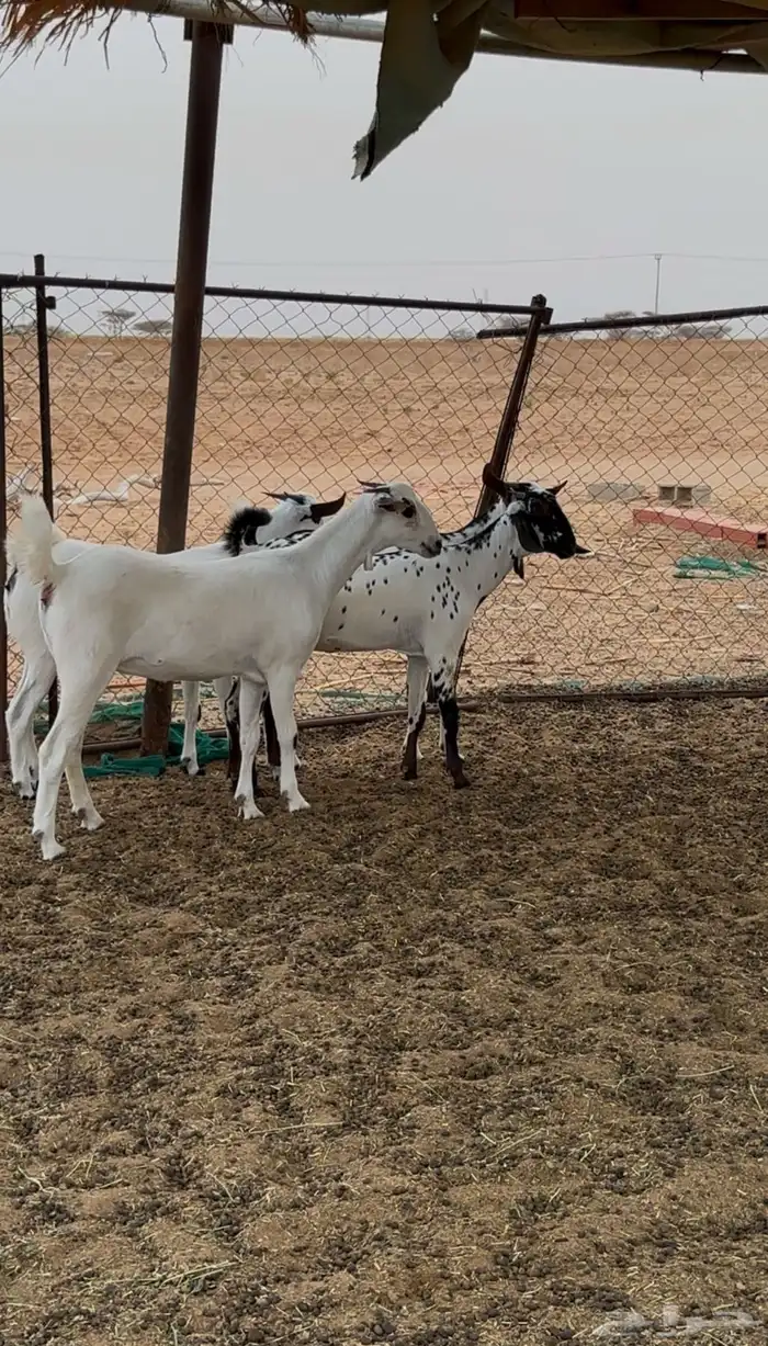 جفار بيشيات 0