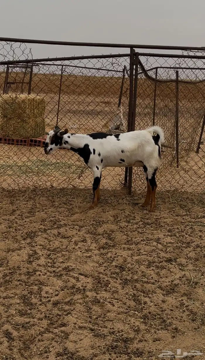 جفرة بيشية 2