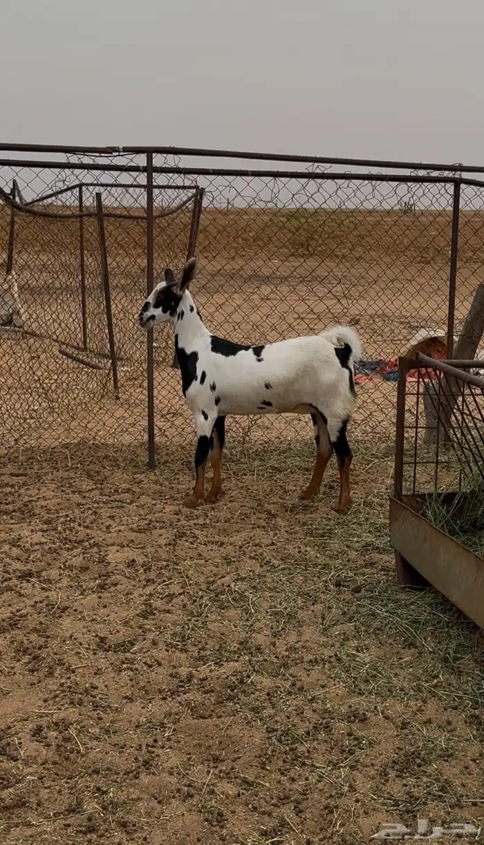 جفرة بيشية 0