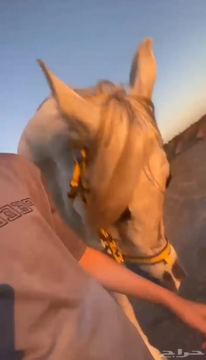 حصان شعبي 4