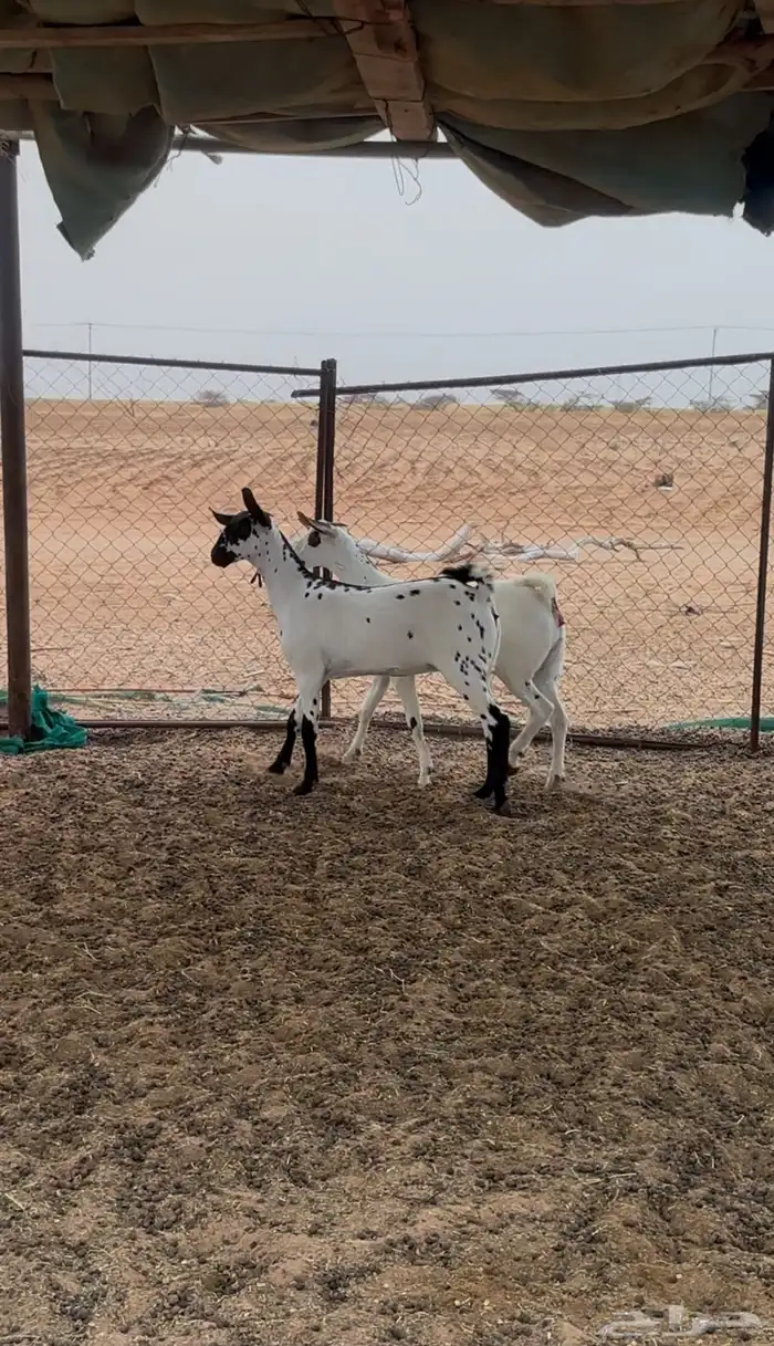 جفار بيشيات 1