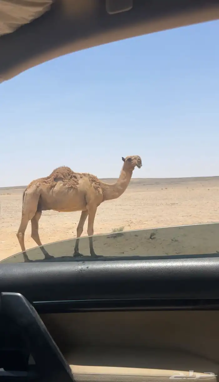 ناقه باكستانيه 1
