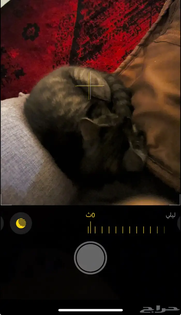 قط للتبني 0