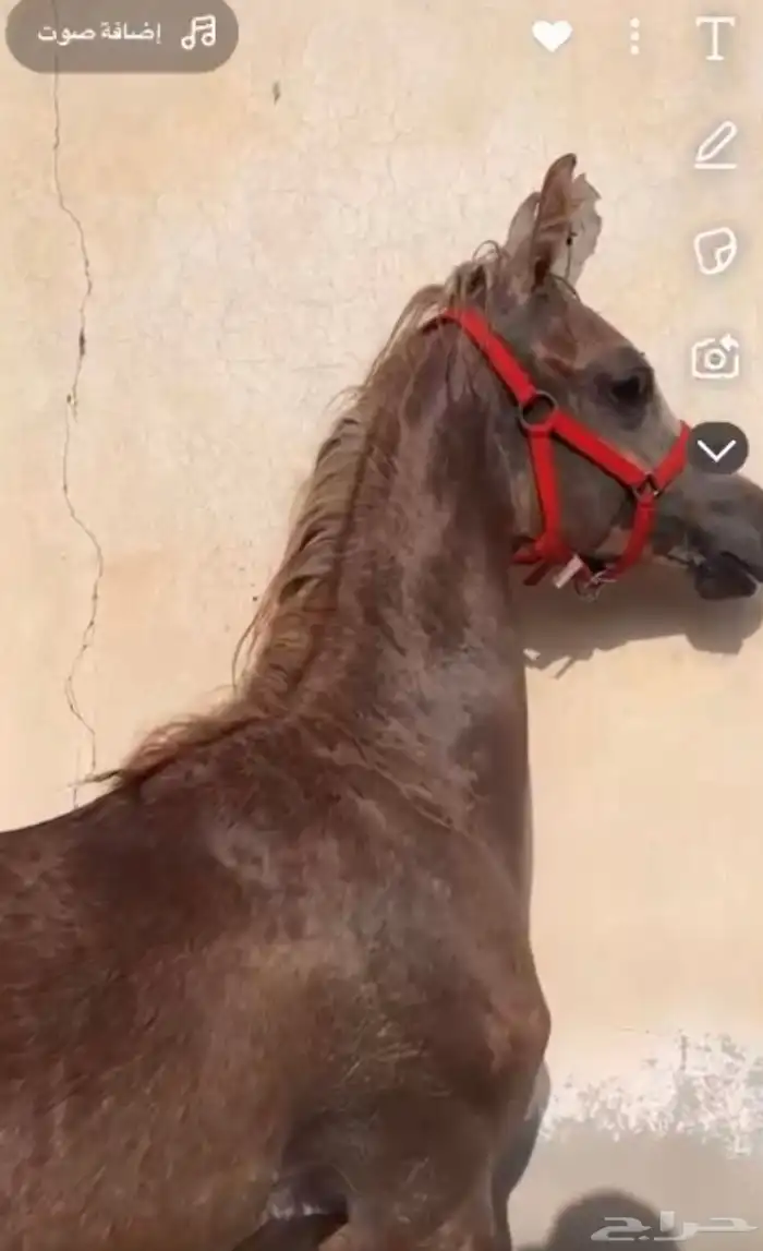 مهر الاب واهو والام شعبيه مهر طيب ماشالله العمر 7 شهور. 1