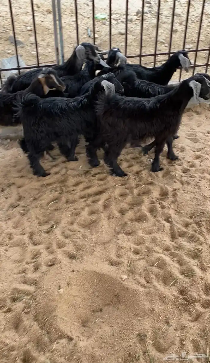 للبيع تيوس سمان ونظاف ومشروطه 0