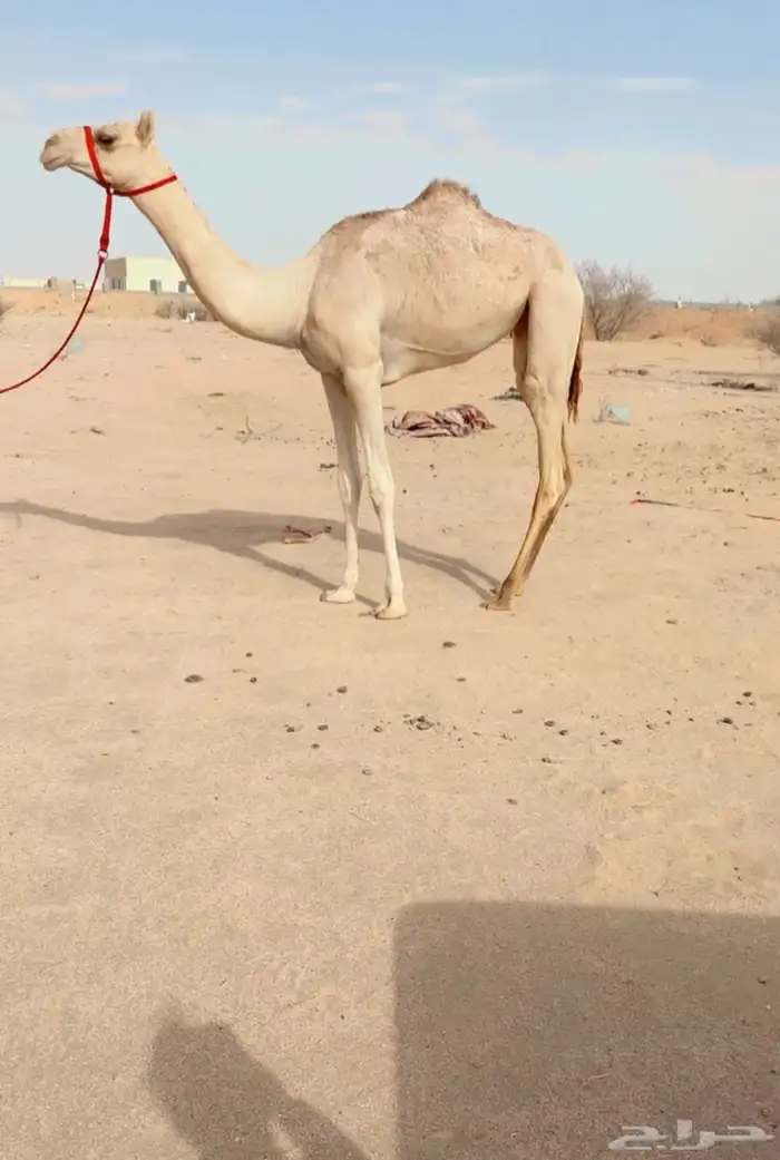 مفروده بنت جلمود 0