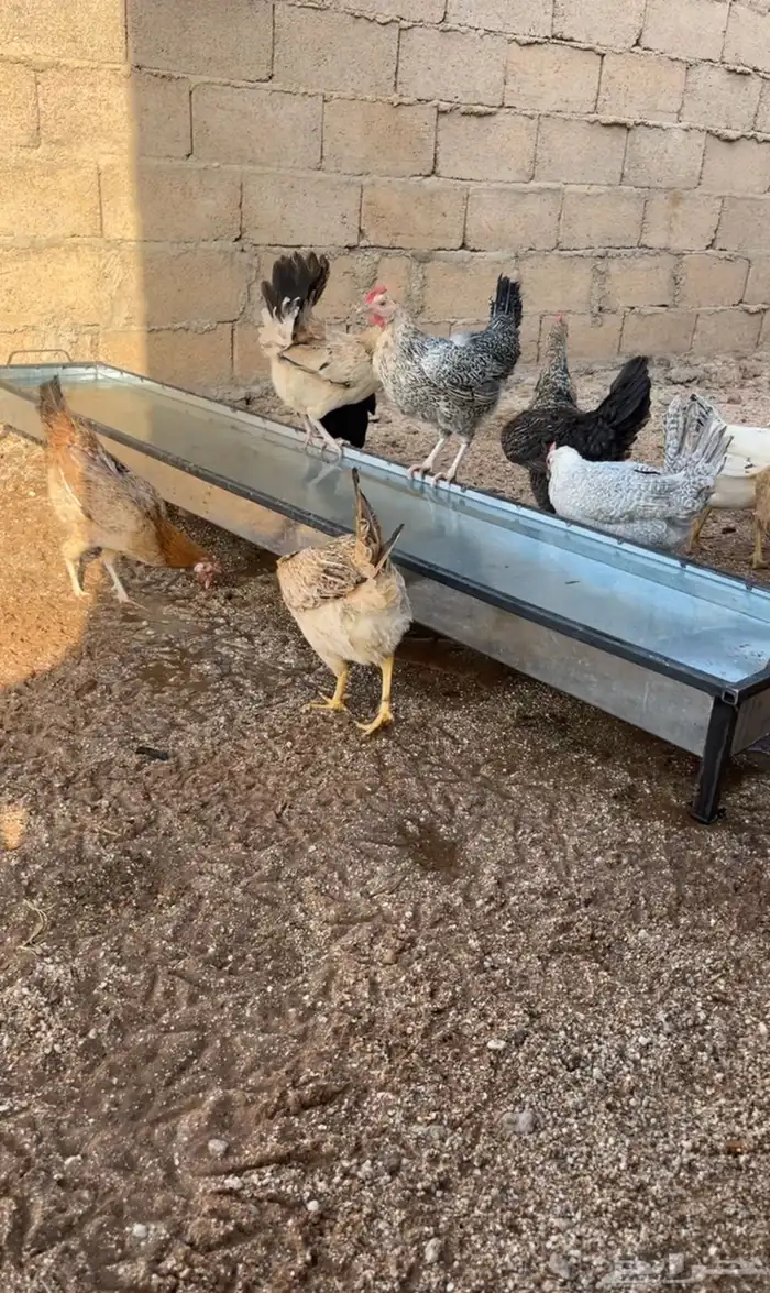 دجاج بلدي 0