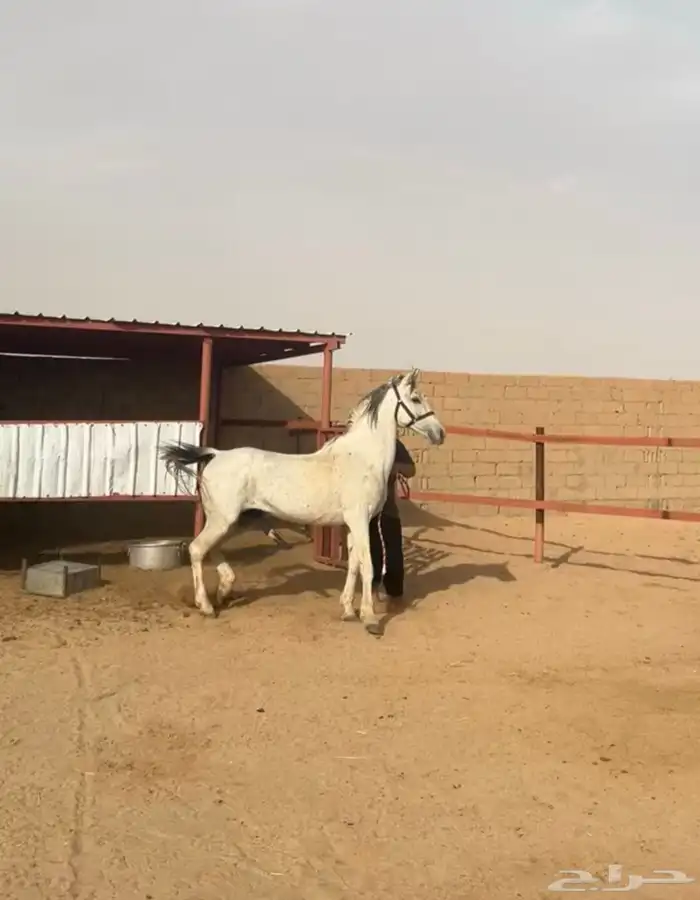 حصان شعبي للبيع 2