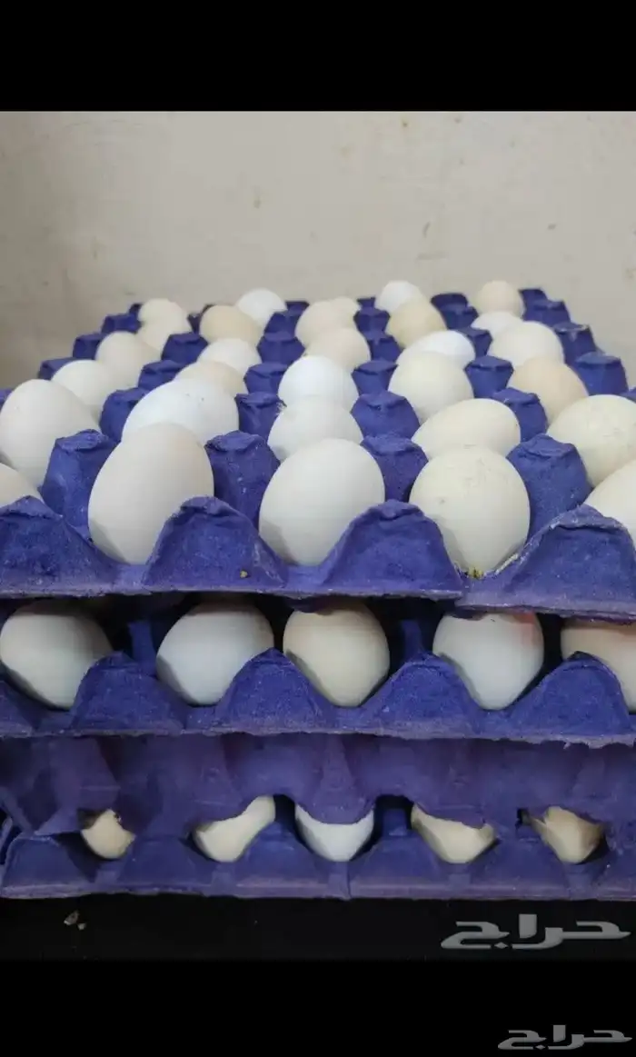 بيض بلدي 1