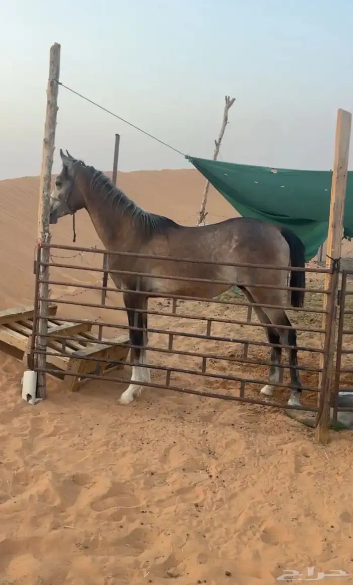 مهر شعبي للبيع 0