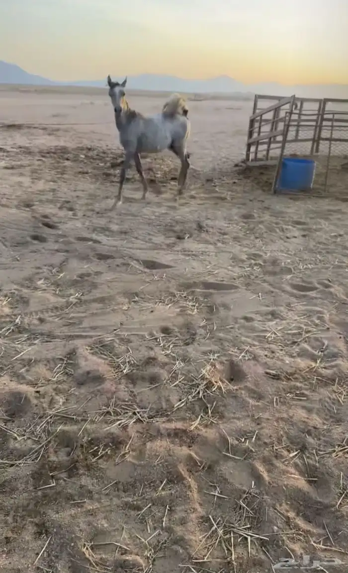 مهر 0