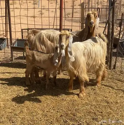 معزا صفر 3
