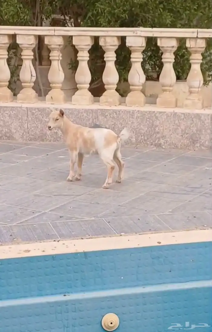 جفره قزم بعمر شهر 1