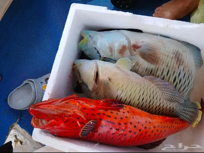 بياضة خور صيد 3