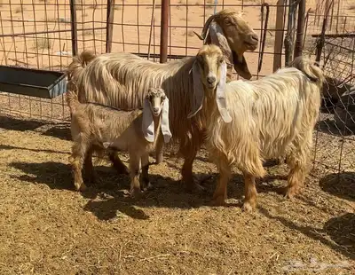 معزا صفر 2