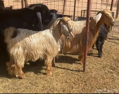 معزا صفر 0