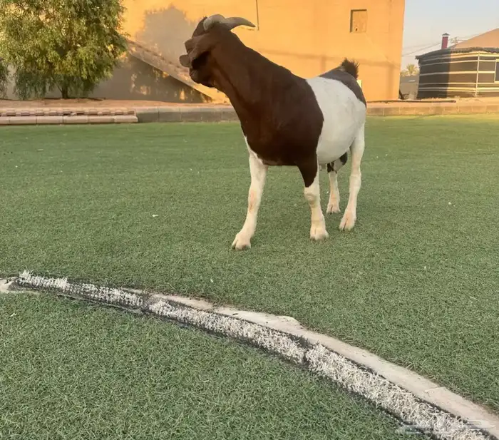 الارشاويه 2