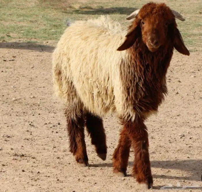 خروف نعيمي للبيع 0