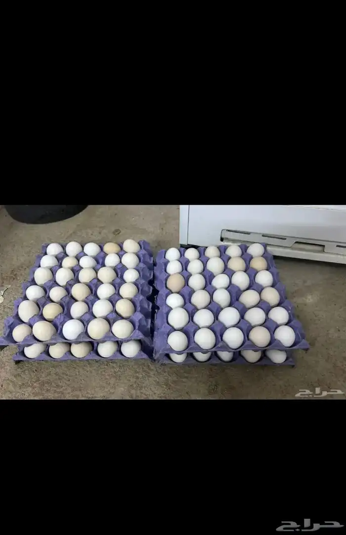 بيض بلدي 2