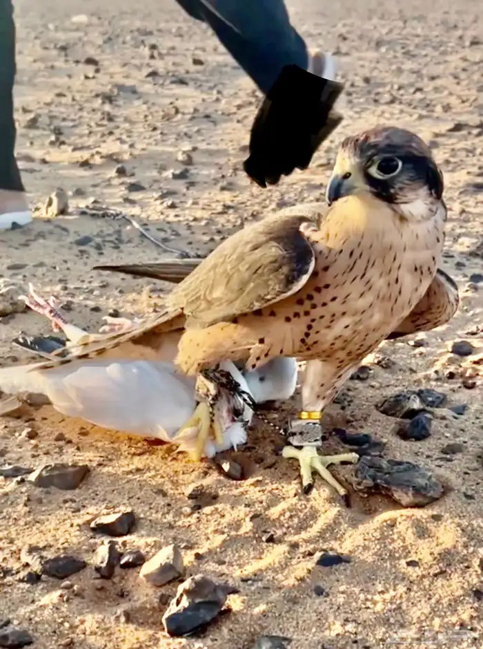طير مفقود حام ب دعيجا بطبرجل الي يعينه يتوصل مع الرقم 0