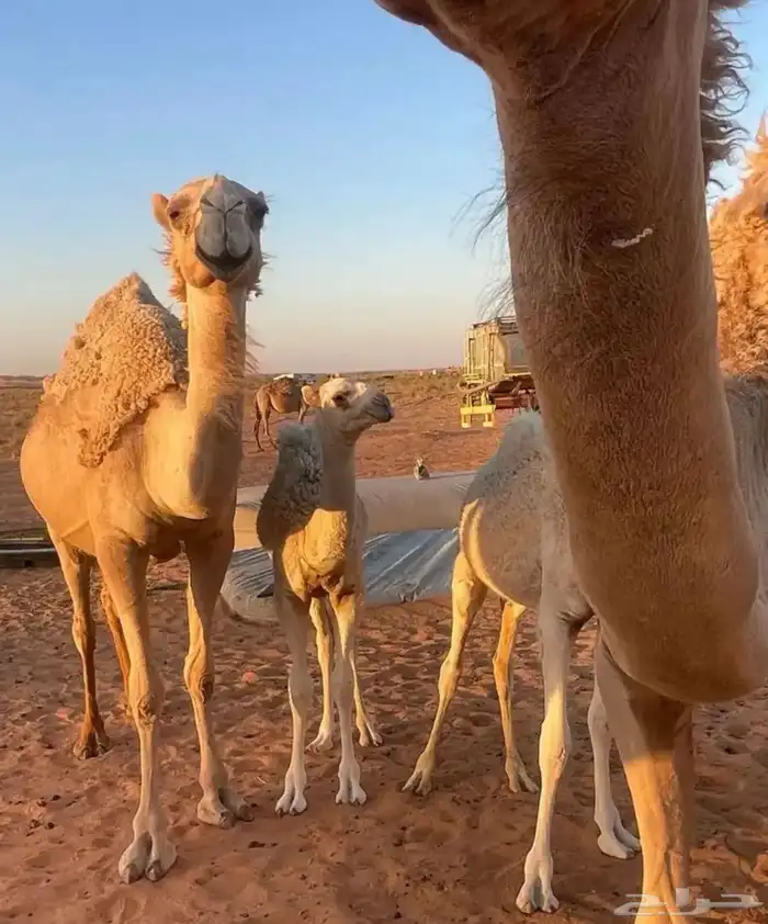 للبيع نياق اقبل معاريض 10