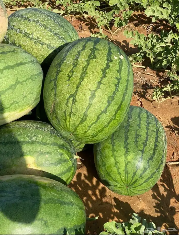 بطيخ على خمس ريال تحميل من بسيطاء 0