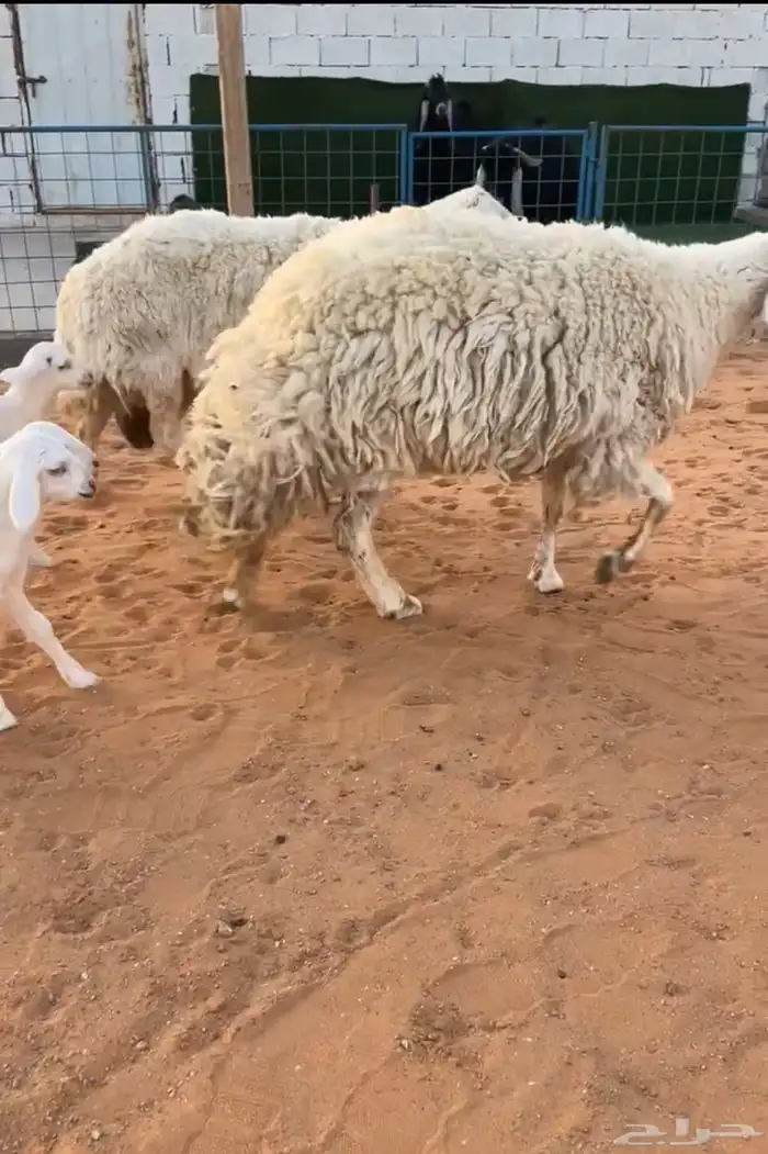 شياه حرية 2 معها 3 صنف خصم تم البيع 2