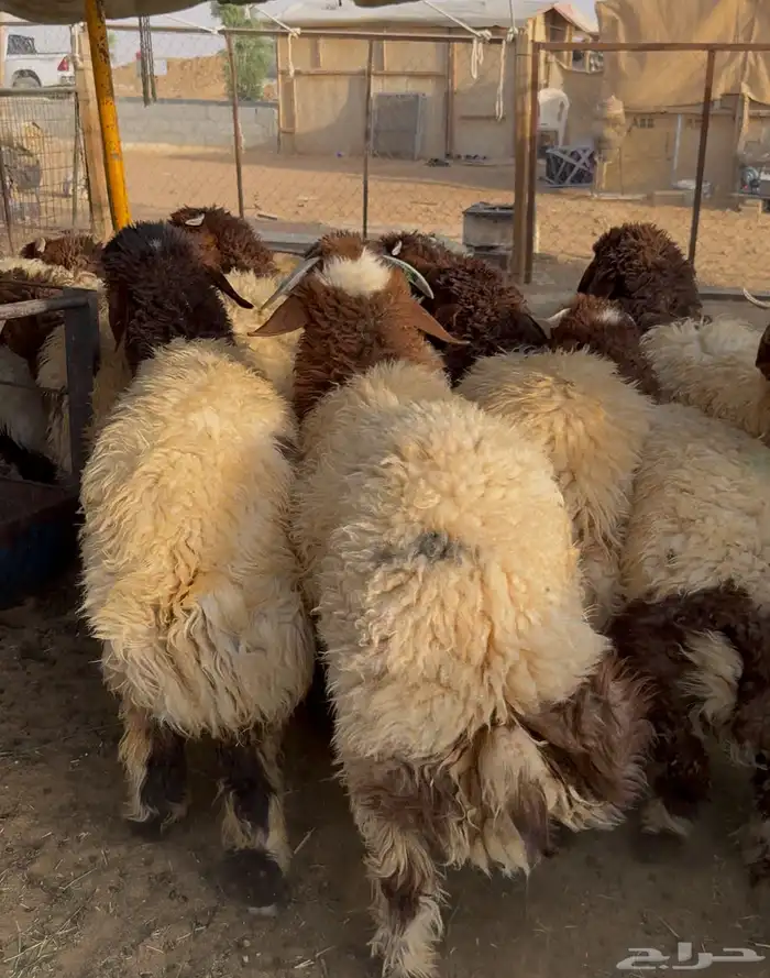 ذبايح للبيع 6